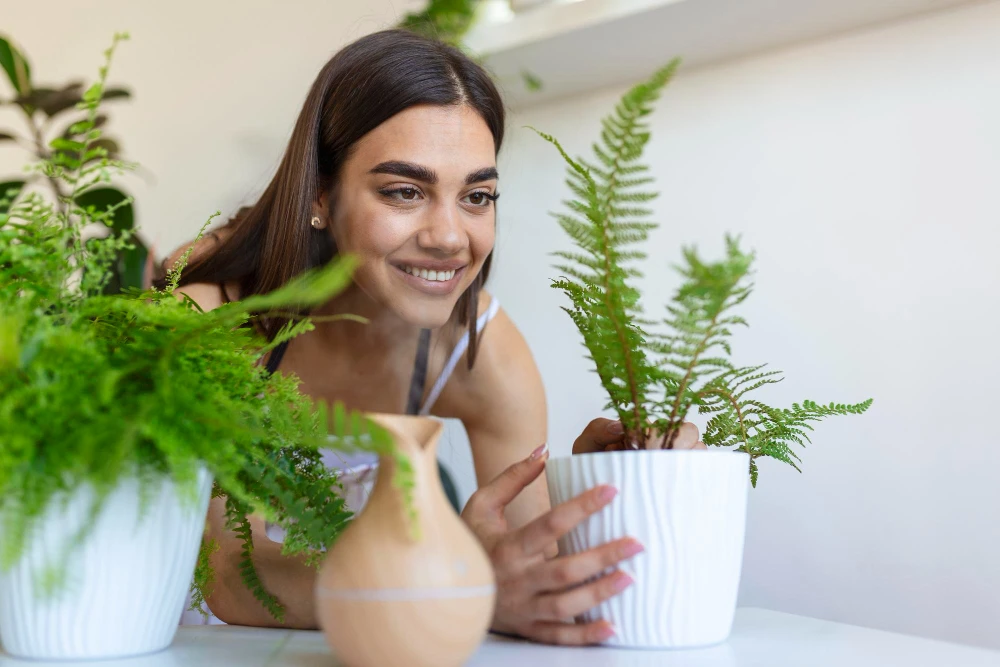 Ce plante de apartament sunt potrivite pentru începători
